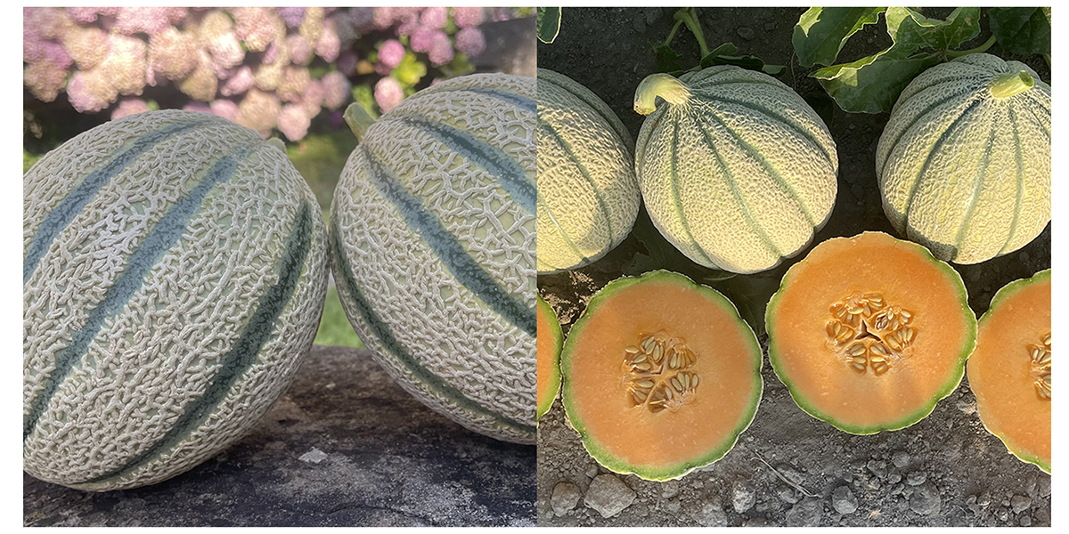 Reame e Tudor: le nuove proposte di melone retato firmate Bayer